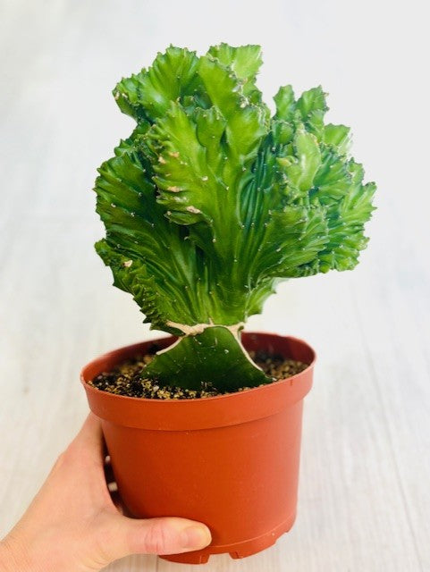 Coral Cactus