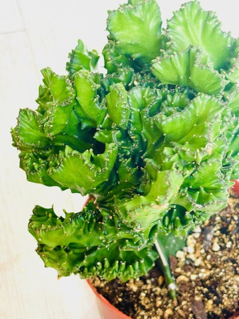 Coral Cactus