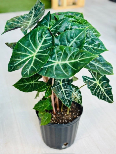 Pink Dragon Alocasia