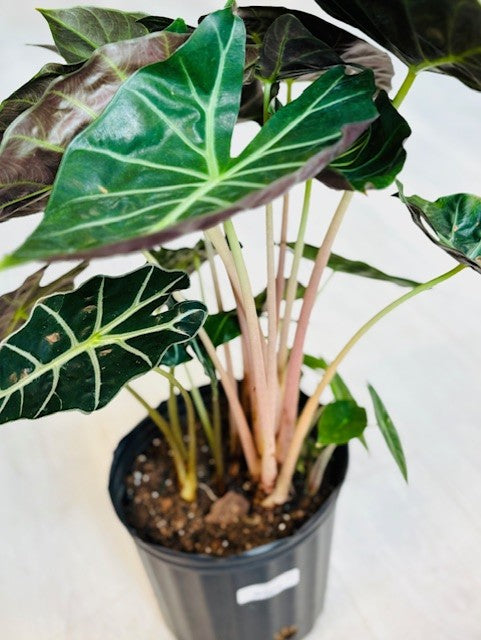 Pink Dragon Alocasia