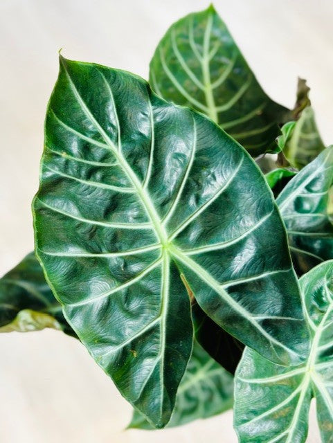 Pink Dragon Alocasia