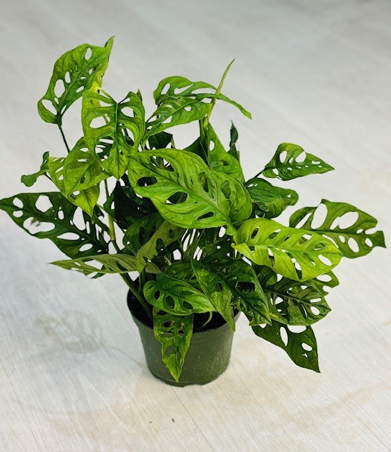 Monstera Adansonii