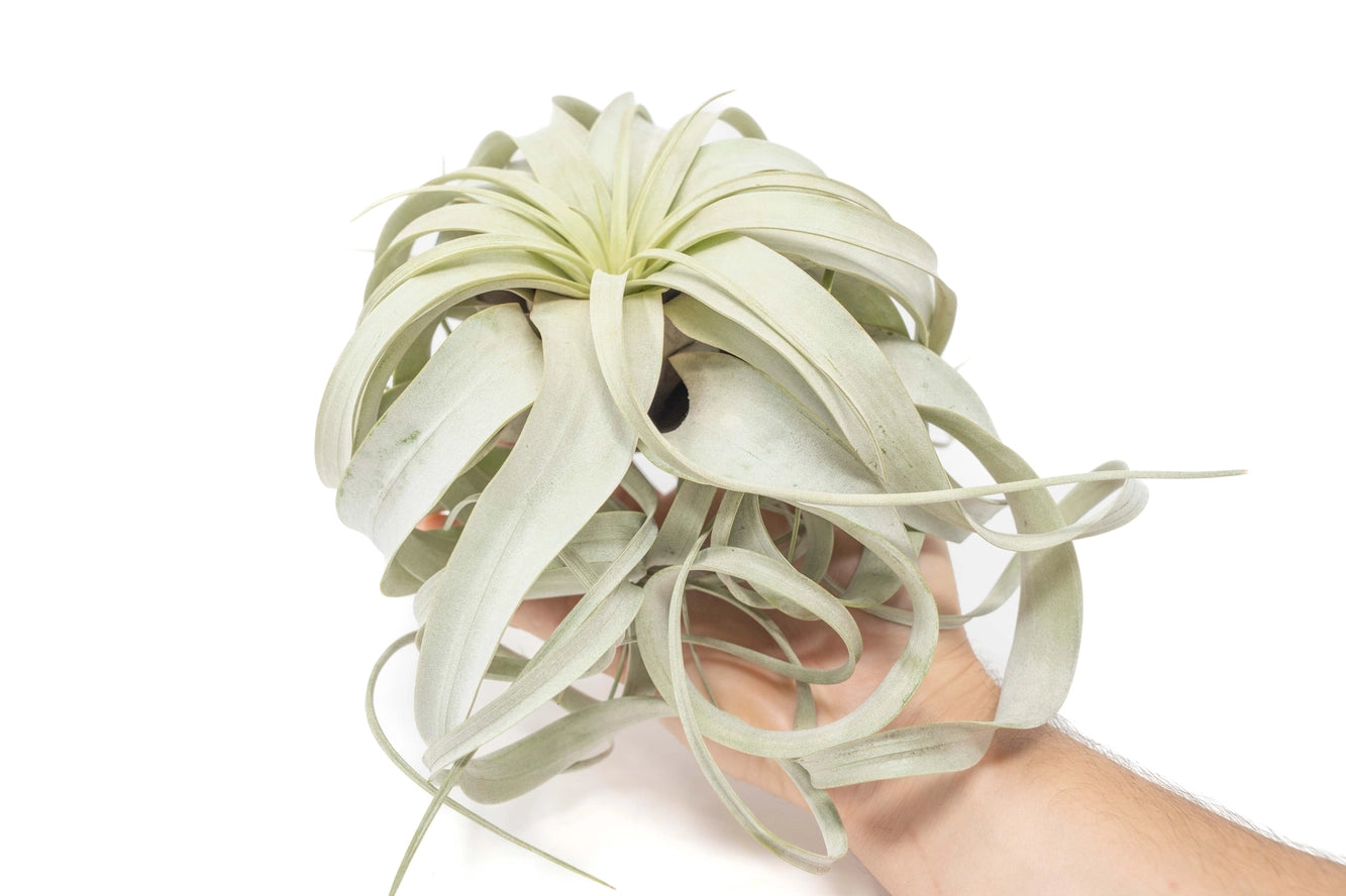 Xerographica Airplants